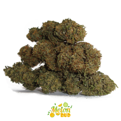 melon bud cannabis cbd 1