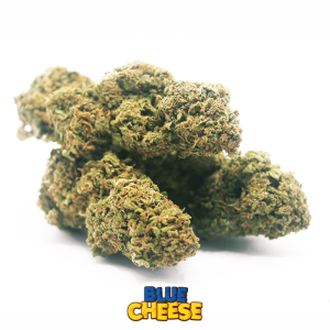 blue cheese cannabis light cbd 2
