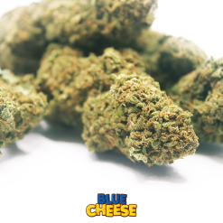 blue cheese cannabis light cbd 3