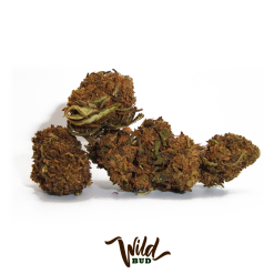 wild bud cannabis cbd 1