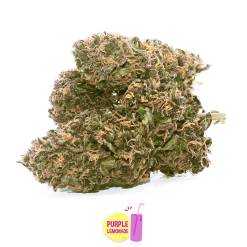 purple lemonade canapa light 1