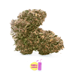 purple lemonade canapa light 2